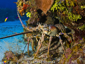 Caribbean Lobster, standing it's ground. by Larissa Roorda 
